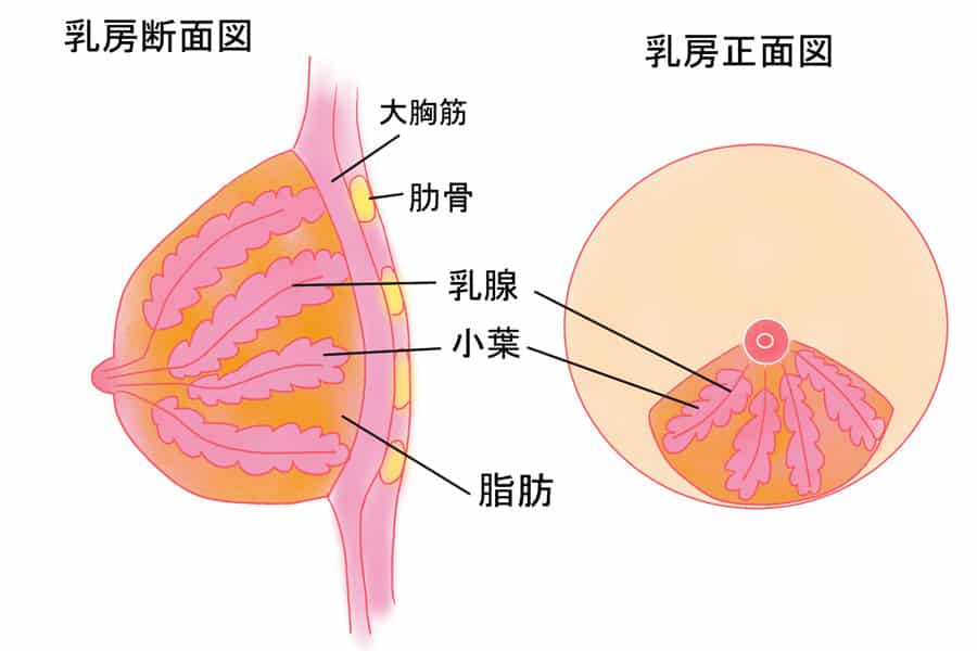 胸の大きさは何で決まるのでしょうか？