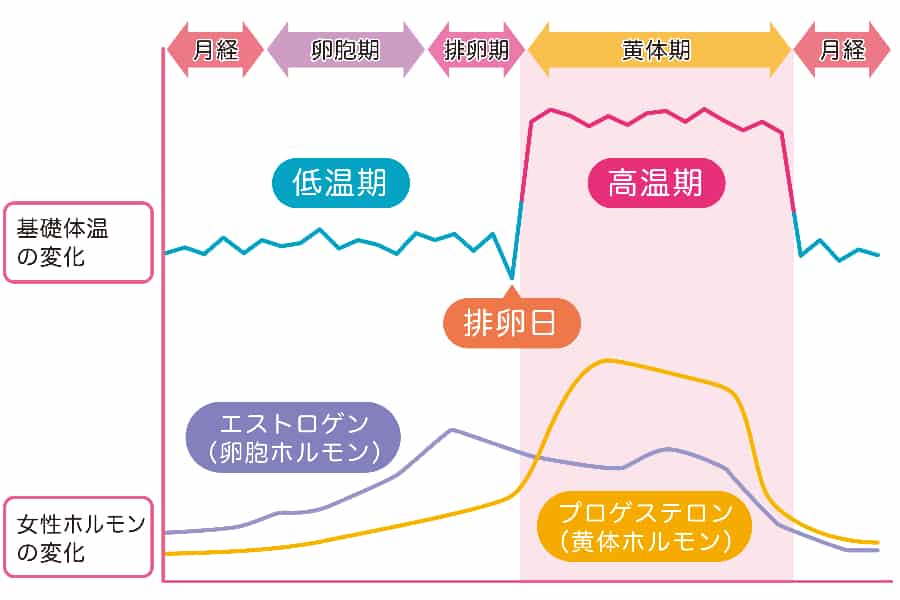 体内でプロゲステロンになる「ワイルドヤム」