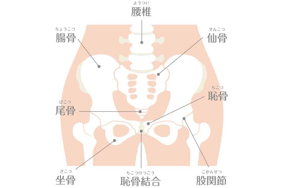 骨盤周辺にもホルモン分泌を促すツボが多くあります