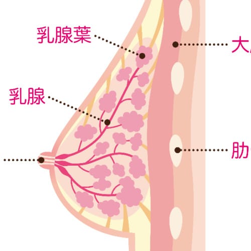 胸の大きさは乳腺の働きで左右されるの？