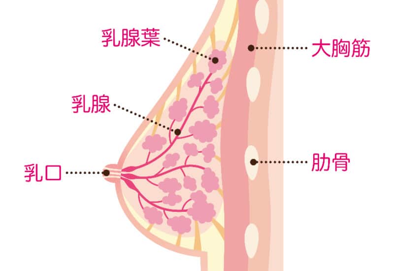 胸の大きさは乳腺の働きで左右されるの？