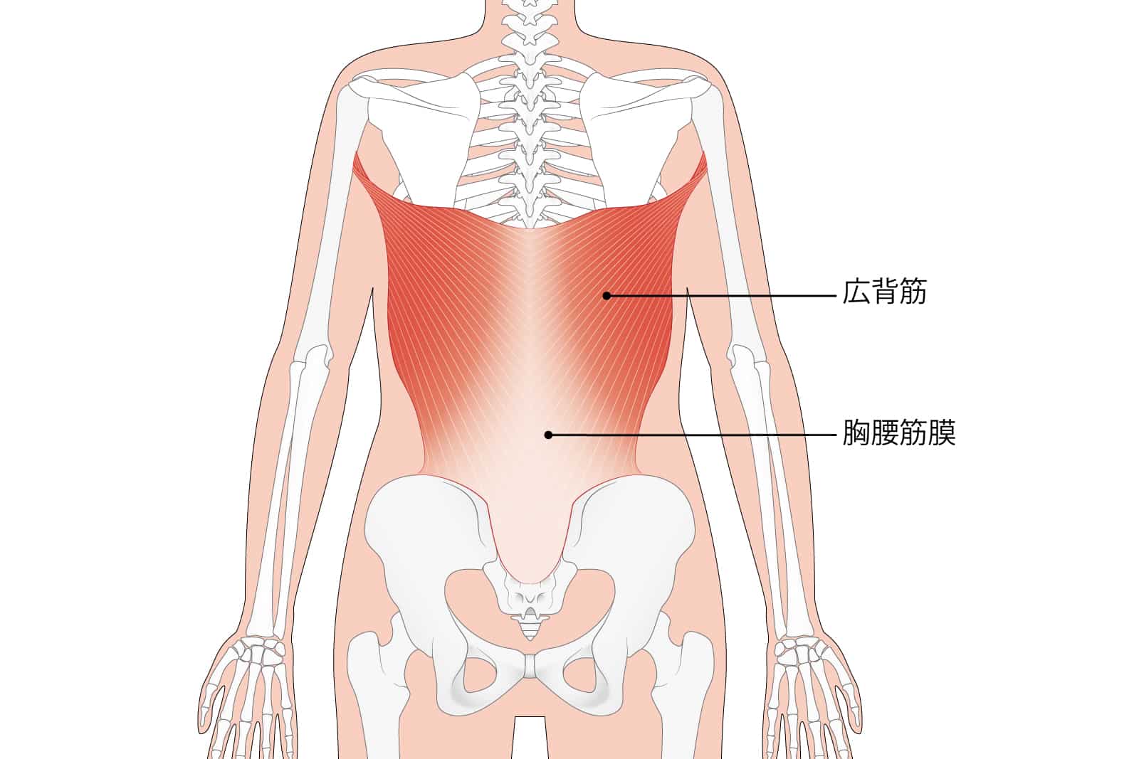 体の後側<