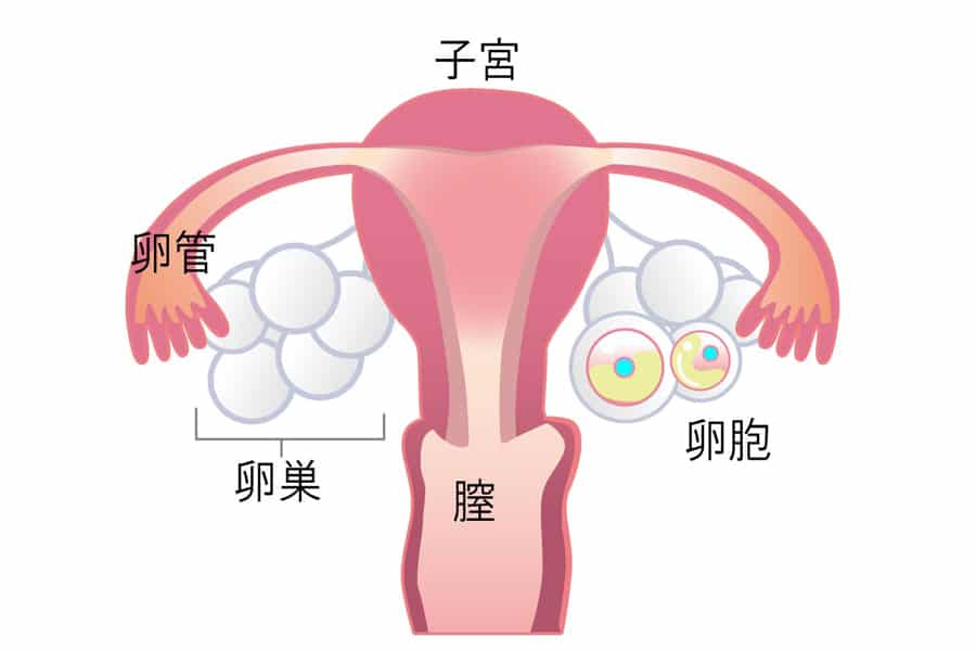 エストロゲンは美のホルモン