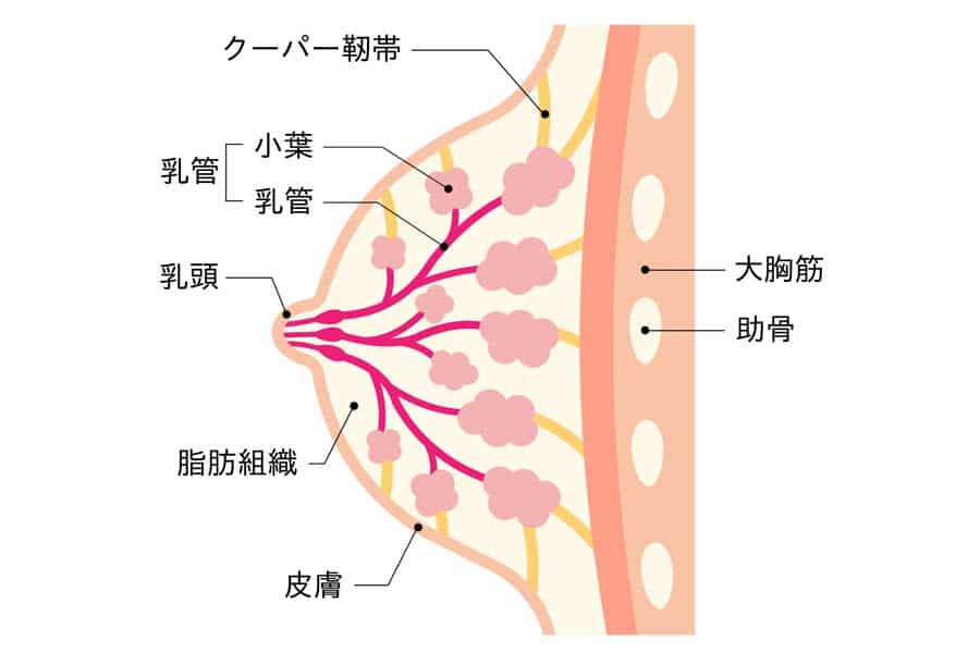 腕立て伏せはバストアップに効果があるの？