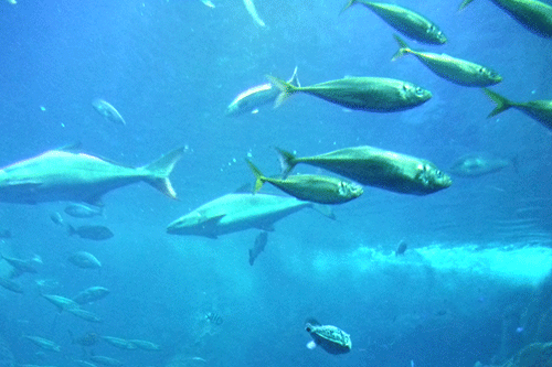 カツオエラスチン